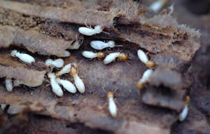 more termites