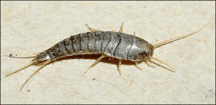 silverfish