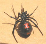 black widow spider