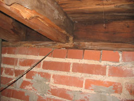 termites on base boards