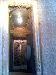 termites in vent